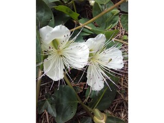 Caperflowers