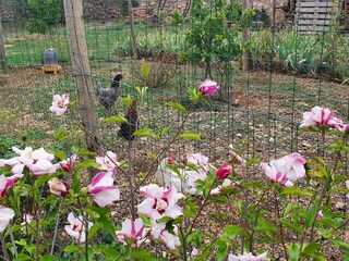 Your neighbours : Neige, Cynderella and Negrita