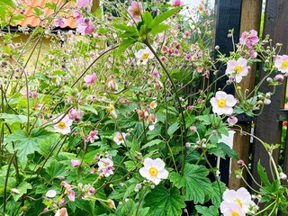 Vakantiehuis Immeln Buitenaudio-opname 1