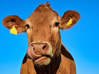 Vakantiehuis Immeln  17