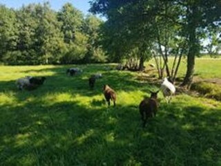 Chalet Veenhuizen Buitenaudio-opname 7