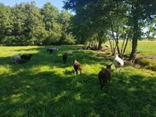 Chalet Veenhuizen Enregistrement extérieur 8