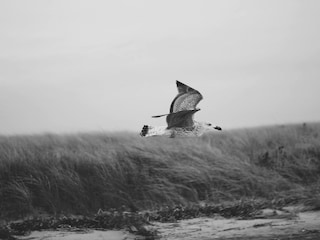 Ferienhaus Osterhever Umgebung 38