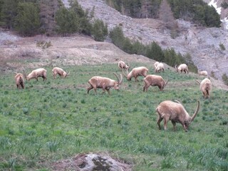 Maison de vacances Le Monêtier-les-Bains Environnement 32