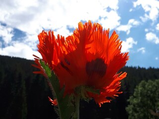 Durch die Blume