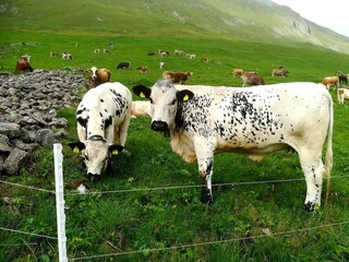 Unsere Pustertaler Sprinzen