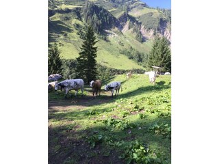 Auf der Hochalm