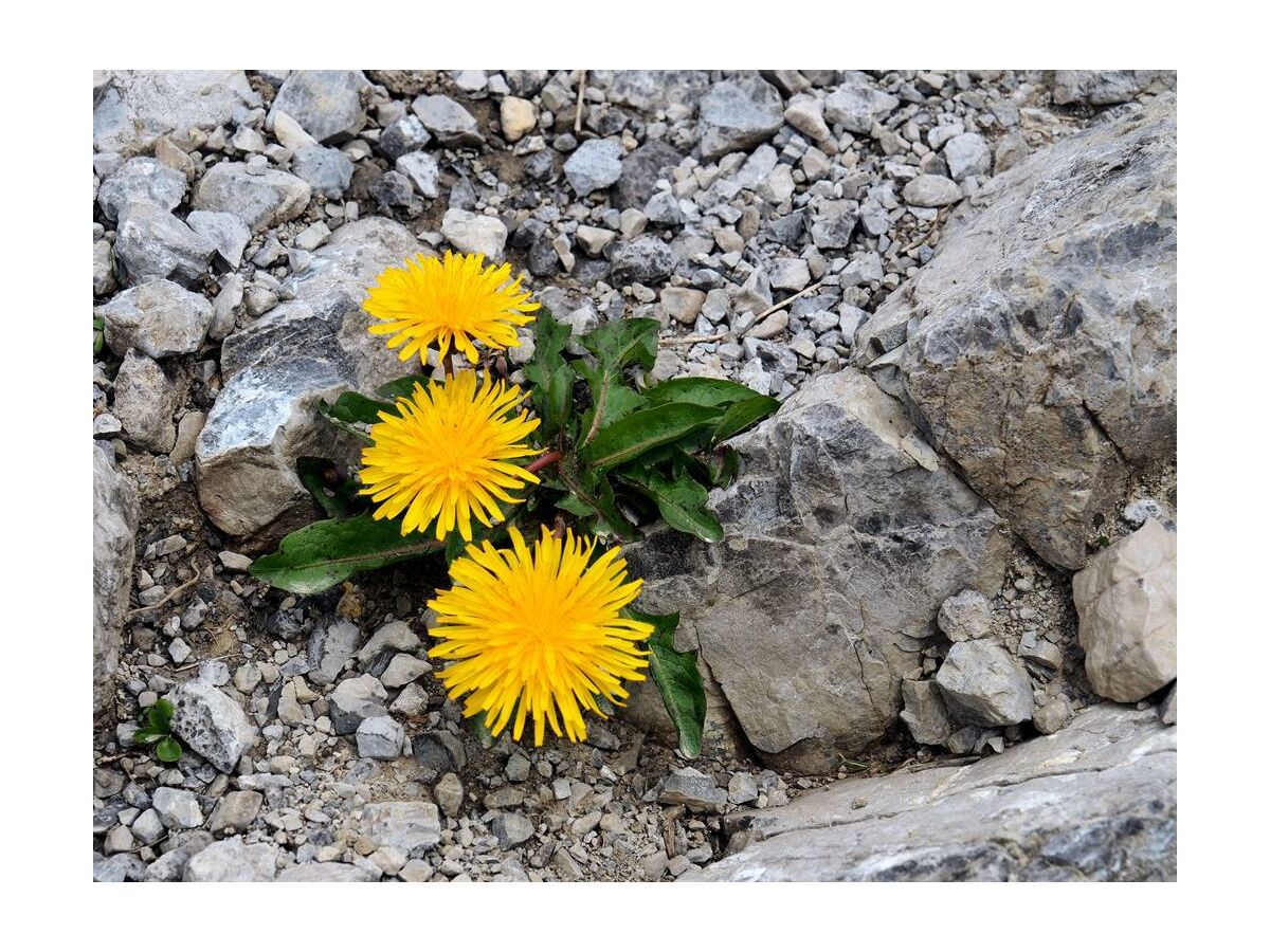 alpenhof_Loewenzahn_steeg_lechtal.jpg