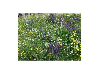 Blumenwiese