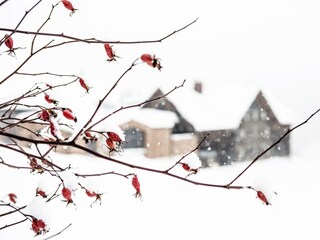 holzgauerhaus_aussen1