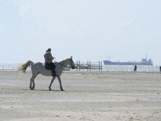 Pferd am Strand