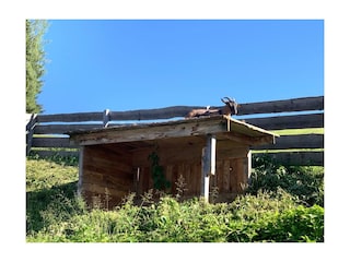 Ziegen auf der Enzianhütte