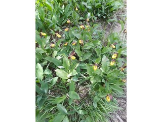 Frauenschuh im Lechtal