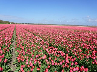 Tulpenfelder im Frühjahr