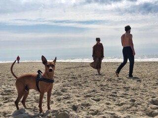 Ein Hund ist willkommen