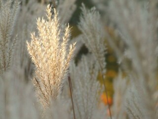 Herbstambiente im Wingert
