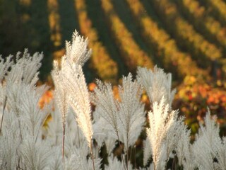Herbstambiente im Wingert