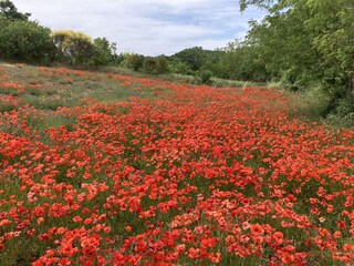 Ferienhaus Orvieto Außenaufnahme 17