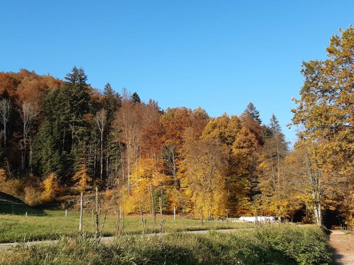 Bunter Herbstwald