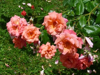 Rosenstrauch beim Terrassenfreisitz