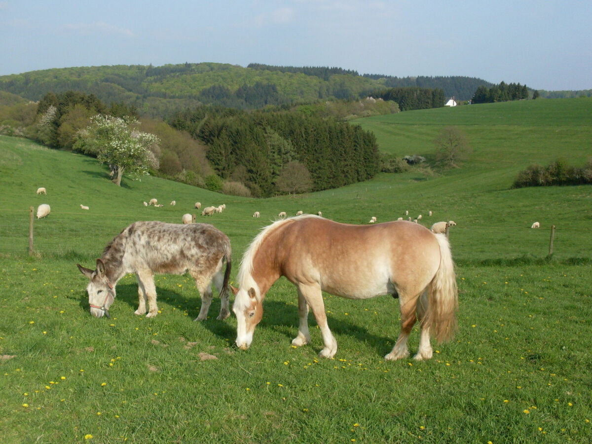 Ferienhaus Pantenburg Umgebung 29