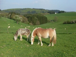 Maison de vacances Pantenburg Environnement 36