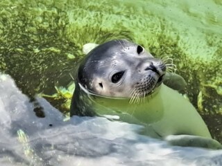 Casa per le vacanze De Cocksdorp Ambiente 31