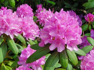 Vakantiehuis Neuenkirchen in der Lüneburger Heide Buitenaudio-opname 9