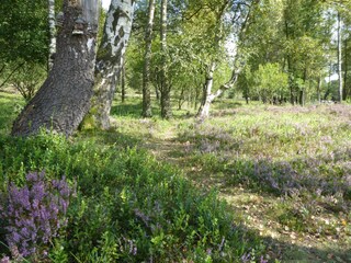 Vakantiehuis Neuenkirchen in der Lüneburger Heide Omgeving 33