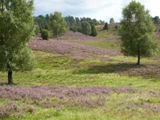 Vakantiehuis Neuenkirchen in der Lüneburger Heide Omgeving 34