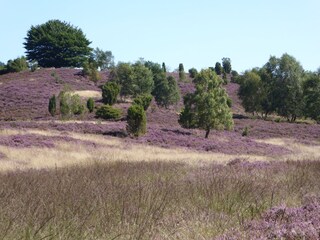 Vakantiehuis Neuenkirchen in der Lüneburger Heide Omgeving 35