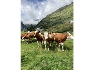 Chalet Bad Gastein Entorno 36