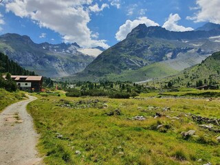 Alpenrose im Zemgrund