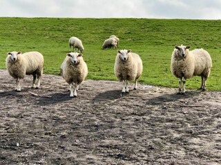 Spaziergang zwischen Schafen am Deich