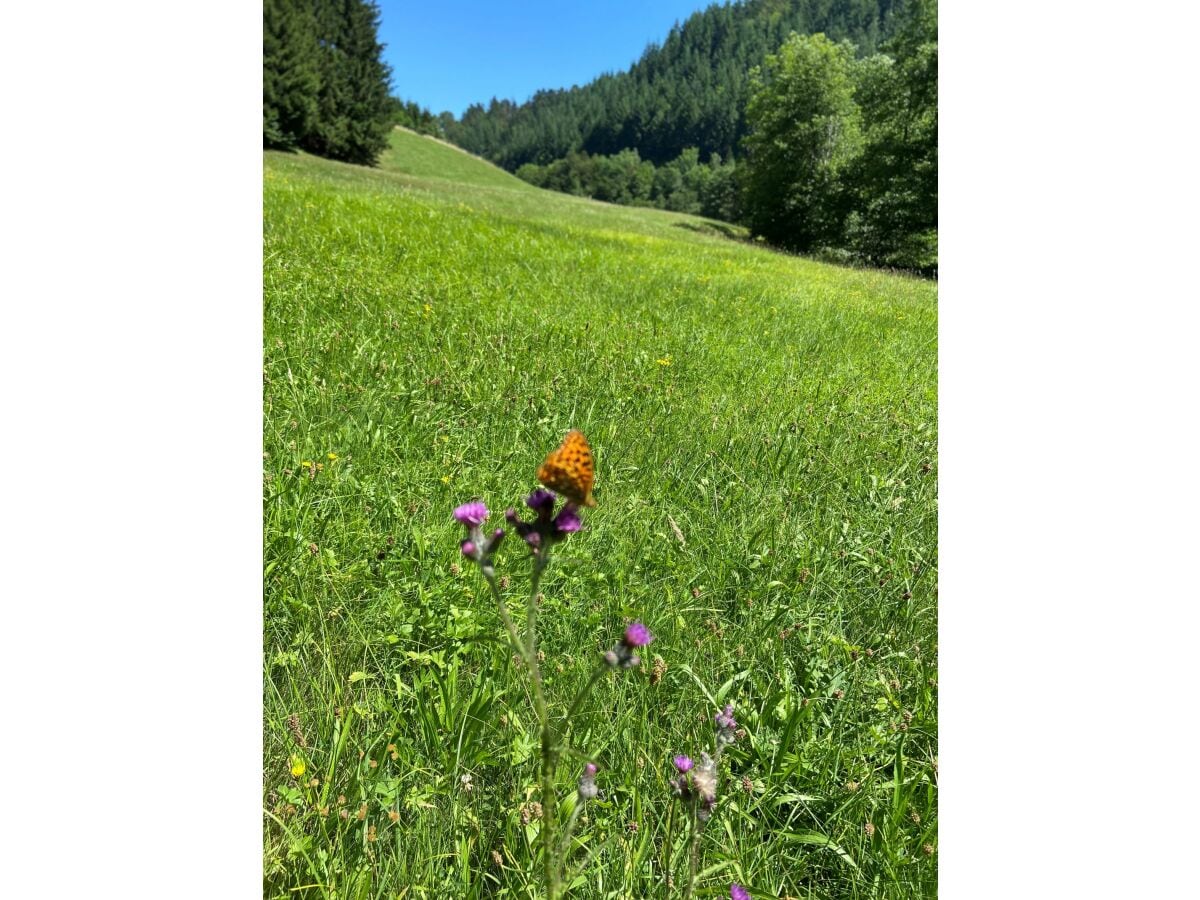 Naturpark Südschwarzwald