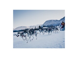 Huskies im Pillerseetal