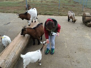 Ziegen füttern im Wildpark Bad Marienberg