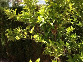 Villa Benijofar Buitenaudio-opname 1