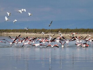 Villa Novoli Ambiente 39