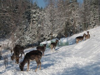 Apartment Feistritz ob Bleiburg Outdoor Recording 13
