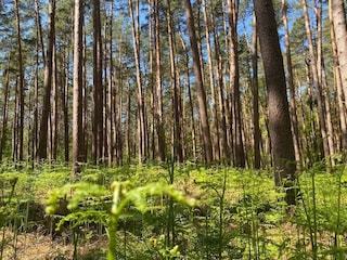 Ferienhaus Fuhlendorf Umgebung 27