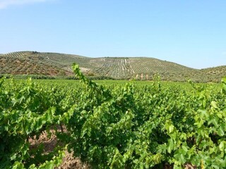 Appartamento Montilla Ambiente 24