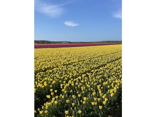 Tulpenfelder