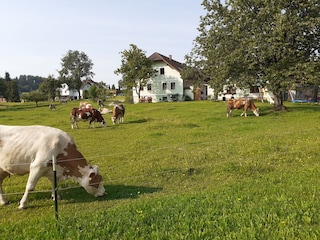Kühe auf der Weide vor dem Biobauernhof