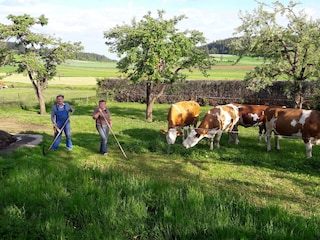 Unsere  Kühe auf der Weide