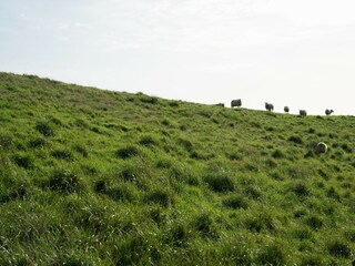 Chalet Renesse Ambiente 34