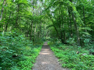 der Wald gleich in der Nähe