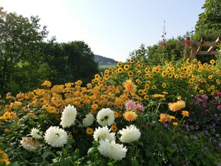 Apartment Drachselsried Outdoor Recording 8