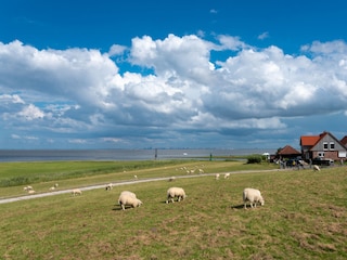 Appartamento per vacanze Fedderwardersiel Ambiente 26