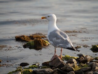 Casa per le vacanze Ouddorp Ambiente 32